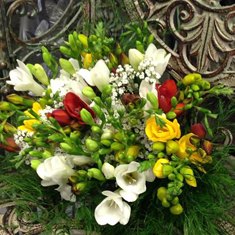 Freesia Scent