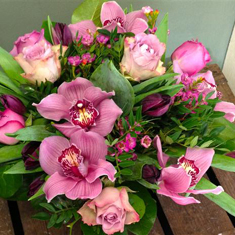 Orchid Choice