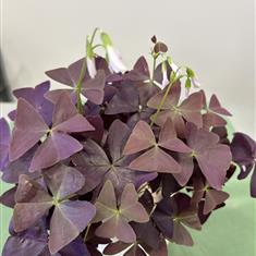 Oxalis Triangularis