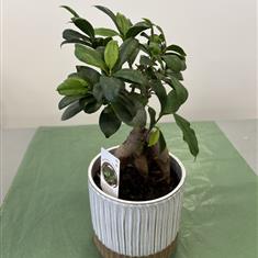 Ficus Ginseng
