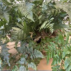 Humata Fern