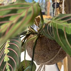 Maranta in Kokodama