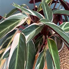 Calathea
