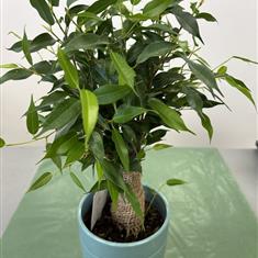 Ficus Benjamina