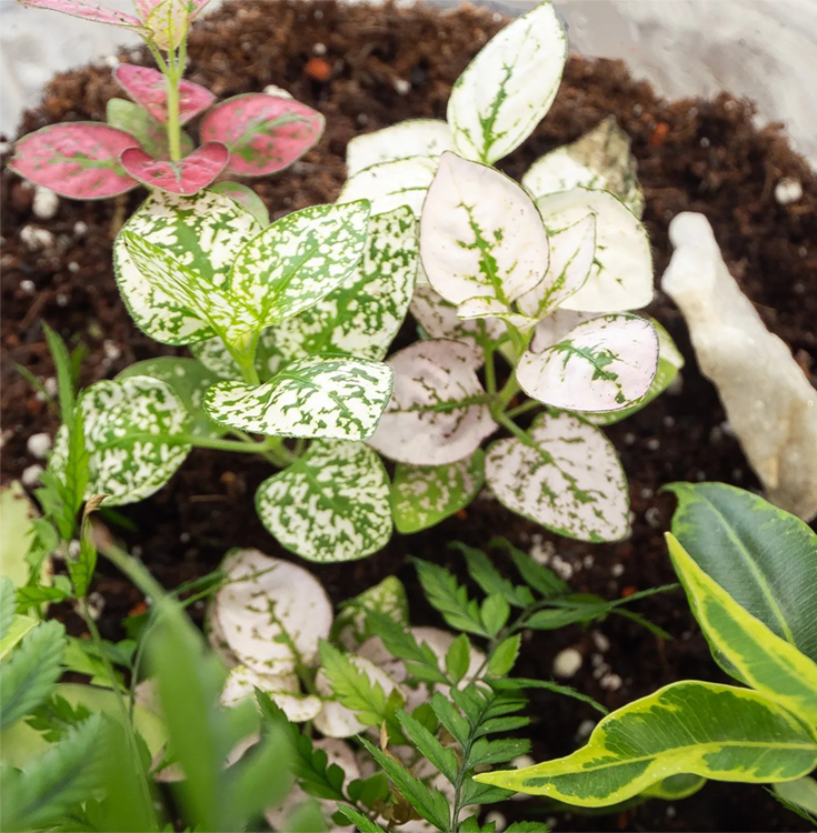Indoor plants for offices and homes in Airdrie