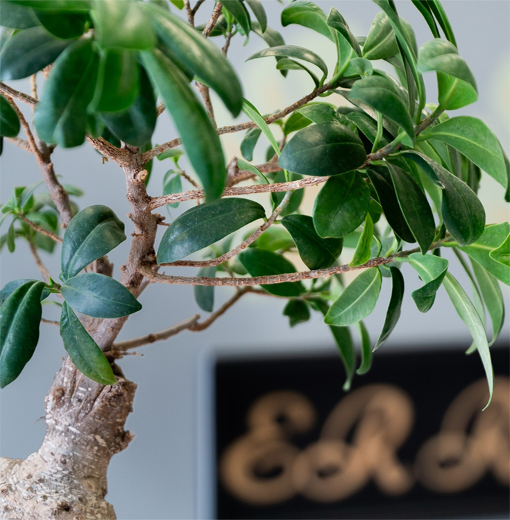 Pet-friendly and air-purifying plants Airdrie